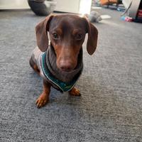 Bassotto Nano Armando