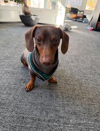 Bassotto Nano Armando