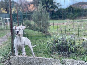 Cuccioli dogo argentino