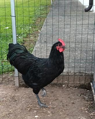 Galline australorp