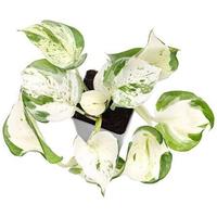 Pianta photos variegata