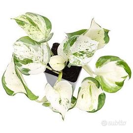 Pianta photos variegata