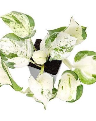 Pianta photos variegata