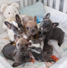 Bulldog Francese Cuccioli