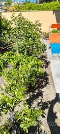 alberi agrumi  fruttiferi  500 euro in blocco