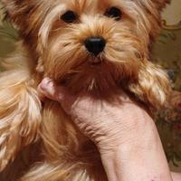 Cucciolo maschio di yorkshire dorato toy