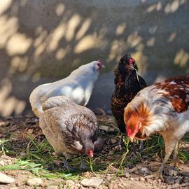 Galline pulcini Aracauna
