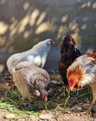 Galline pulcini Aracauna