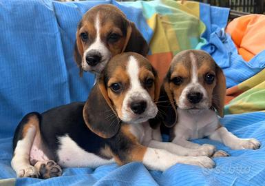 Cuccioli di Beagle elisabhet