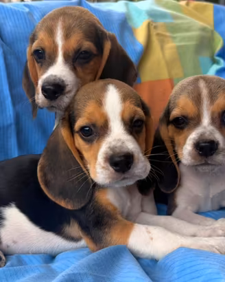 Cuccioli di Beagle elisabhet