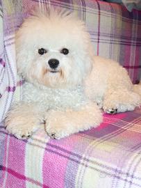 Cucciolo maschietto Bichon a poil frisé razza pura