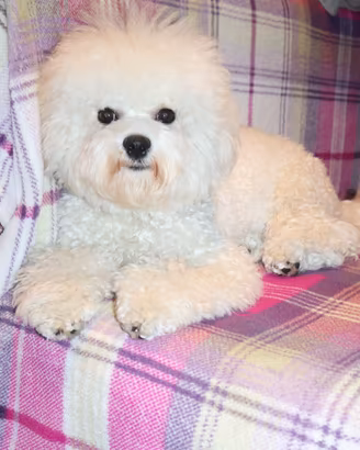Cucciolo maschietto Bichon a poil frisé razza pura