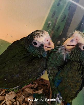 Pappagalli Pionus Senilis e Menstrus DA IMBECCO