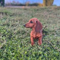 Disponibili cuccioli di bassotto