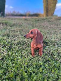 Disponibili cuccioli di bassotto