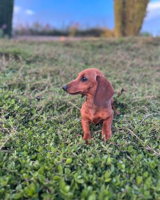 Disponibili cuccioli di bassotto