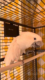 Cacatua Alba