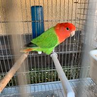 Pappagallo inseparabile colorato