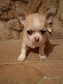 Chihuahua cuccioli Pedigree