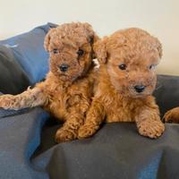 Barboncino pedigree ENCI