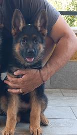 cucciola Pastore Tedesco 