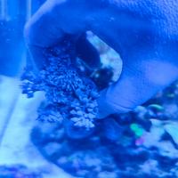 Corallo molle xenia Pumping acquario marino