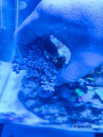Corallo molle xenia Pumping acquario marino