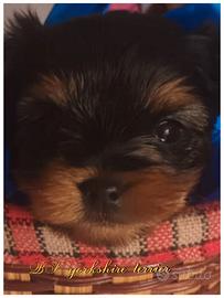 Cucciolo di yorkshire terrier