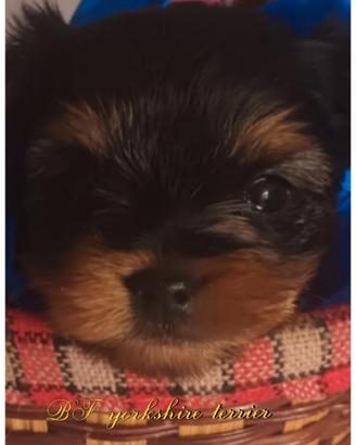 Cucciolo di yorkshire terrier