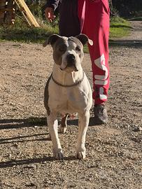 Femmina di American Bully standard