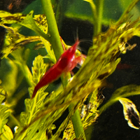 Gambero Bloody Mary selezionate