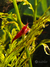 Gambero Bloody Mary selezionate