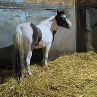 Pony mini Paint horse