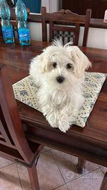 Maltese cucciola