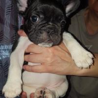 Bulldog francese