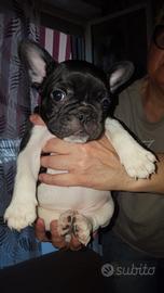 Bulldog francese