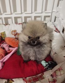 Volpino pomerania maschio spitz toy orange rosso