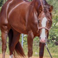 Quarter horse reining