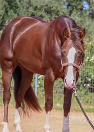Quarter horse reining
