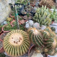 Piante grasse e succulente