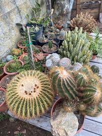Piante grasse e succulente