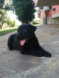 Cuccioli Labrador Nero
