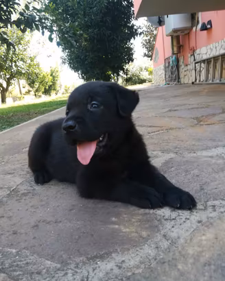 Cuccioli Labrador Nero