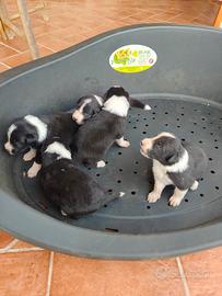 Cuccioli Border Collie
