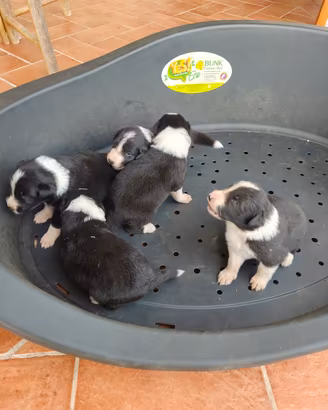 Cuccioli Border Collie