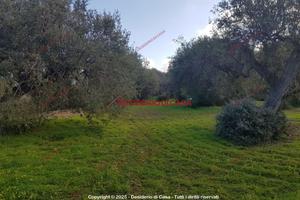 Terreno, Termini Imerese.