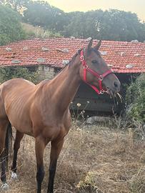 cavallo