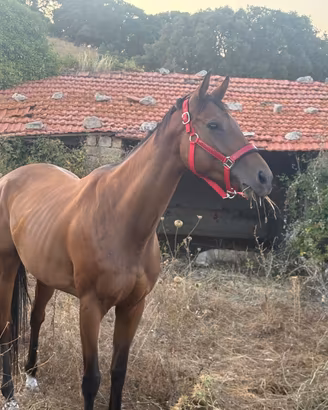 cavallo
