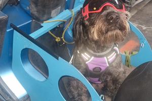 kymco people 250 s con alloggio cane