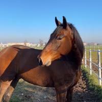 Castrone spagnolo 5 anni